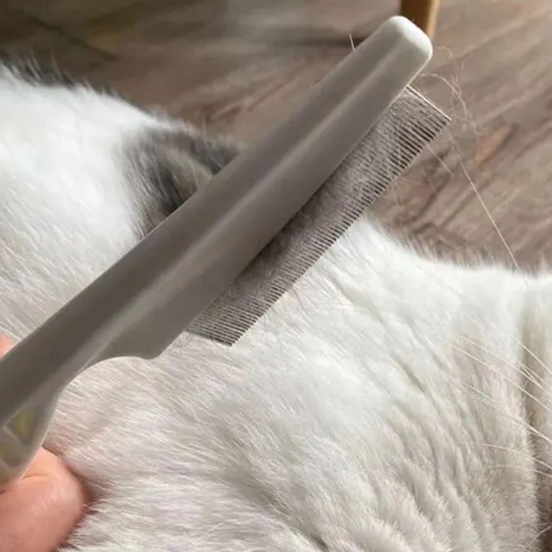 Peigne fin pour petit chien