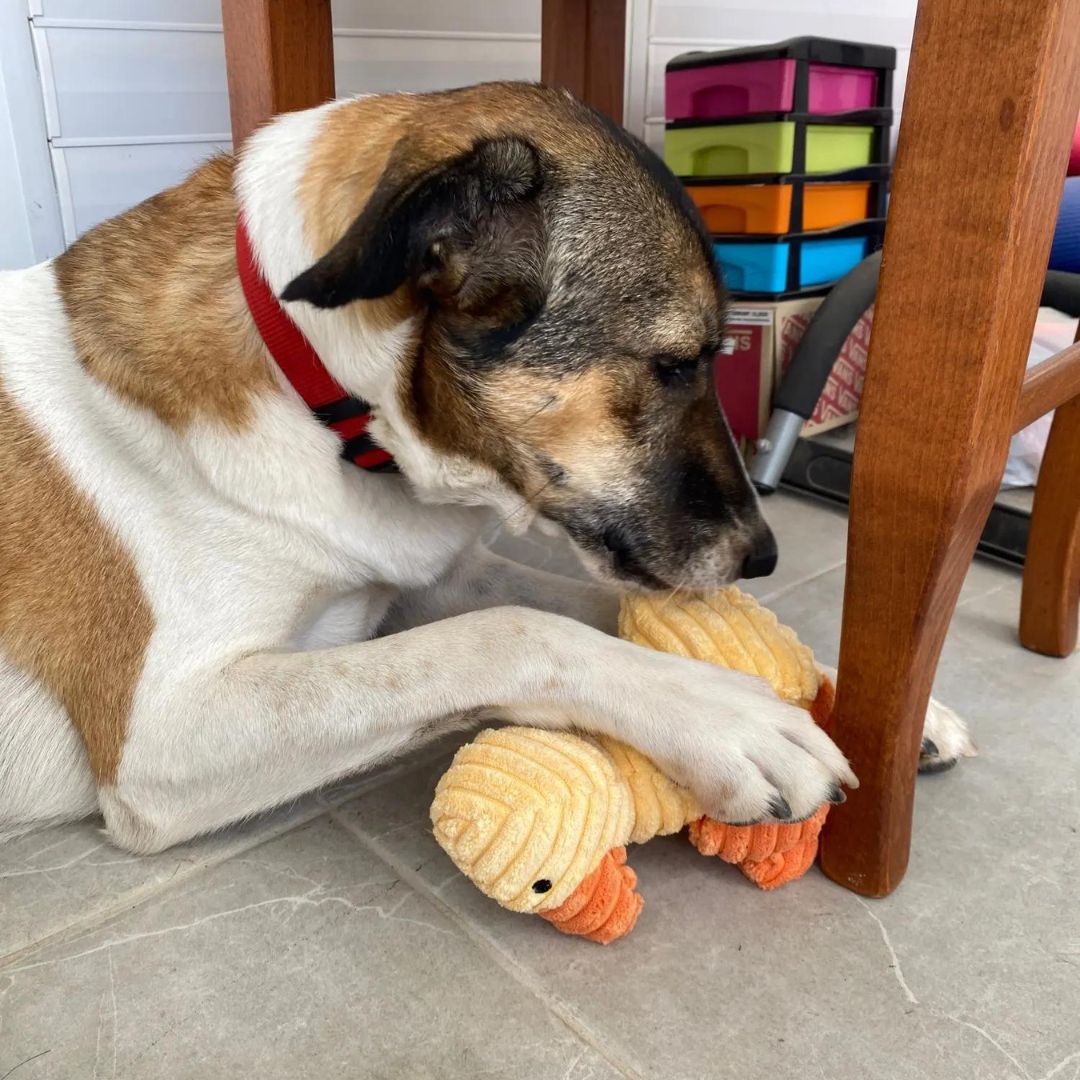 Chien avec notre peluche côtelée canard