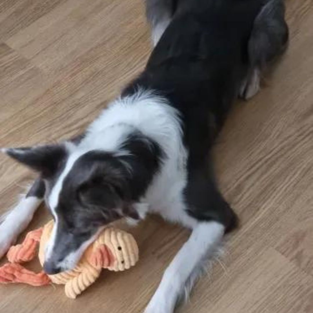 Chien avec notre peluche côtelée canard