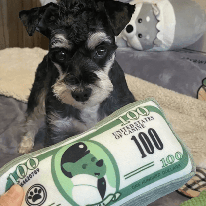 Couineur à l'intérieur de notre peluche pour chien liasse de billet
