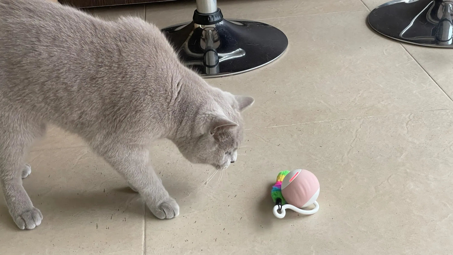 Balle automatique pour chat pour lutter contre l'ennuie