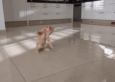 chat qui joue avec un lot de jouet pour chat