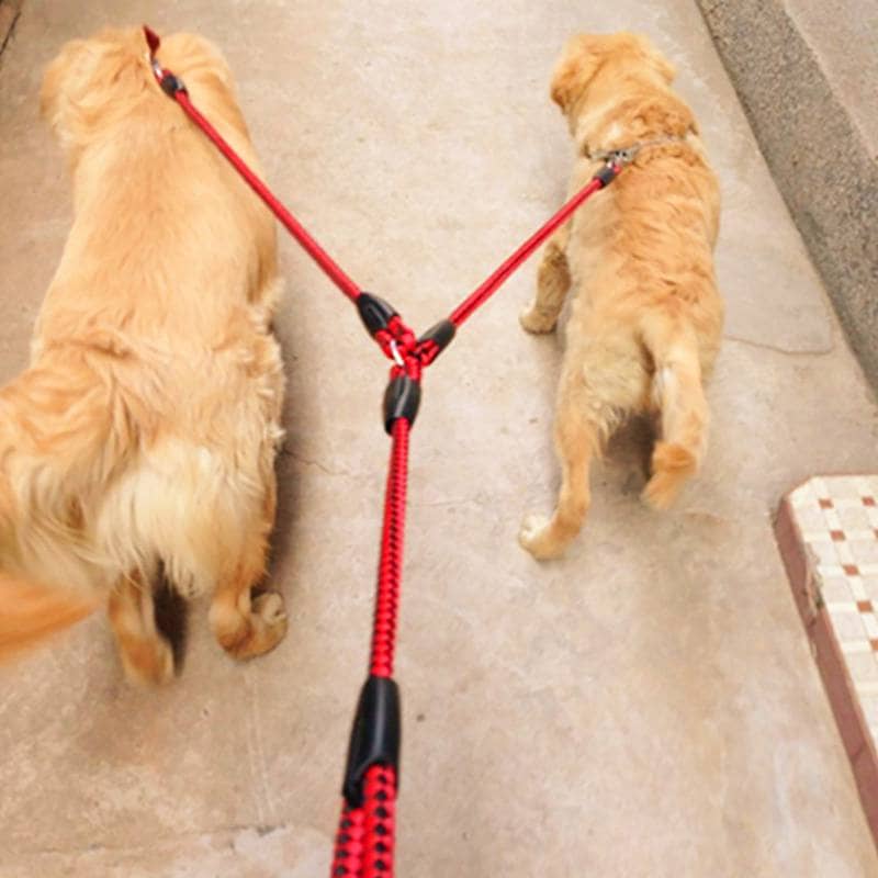 Double laisse pour chien rouge en utilisation