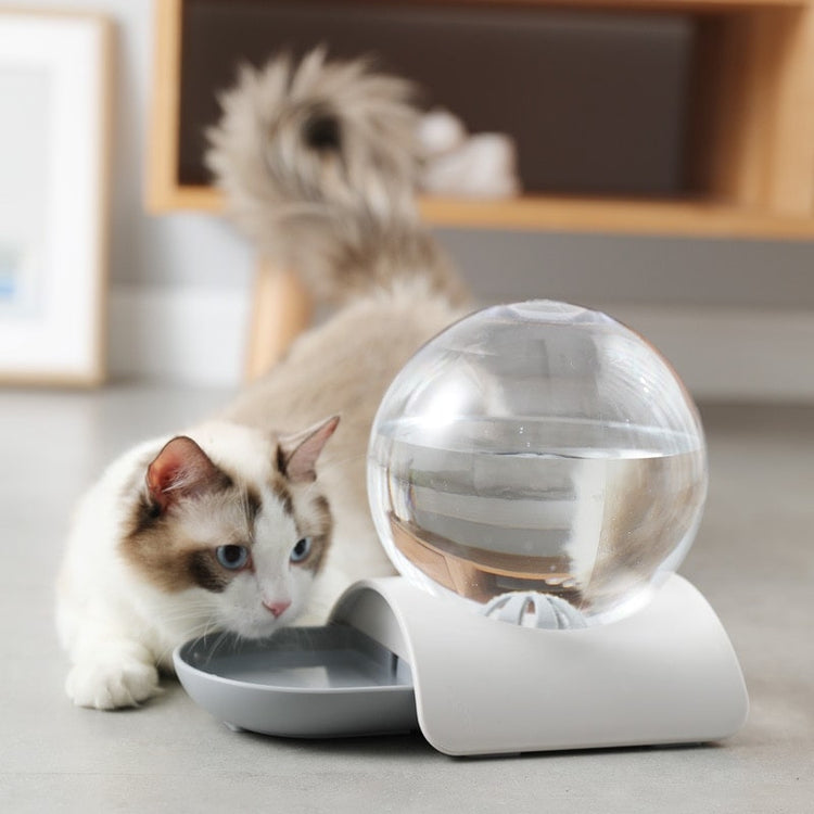 Chat avec notre fontaine bulle à eau