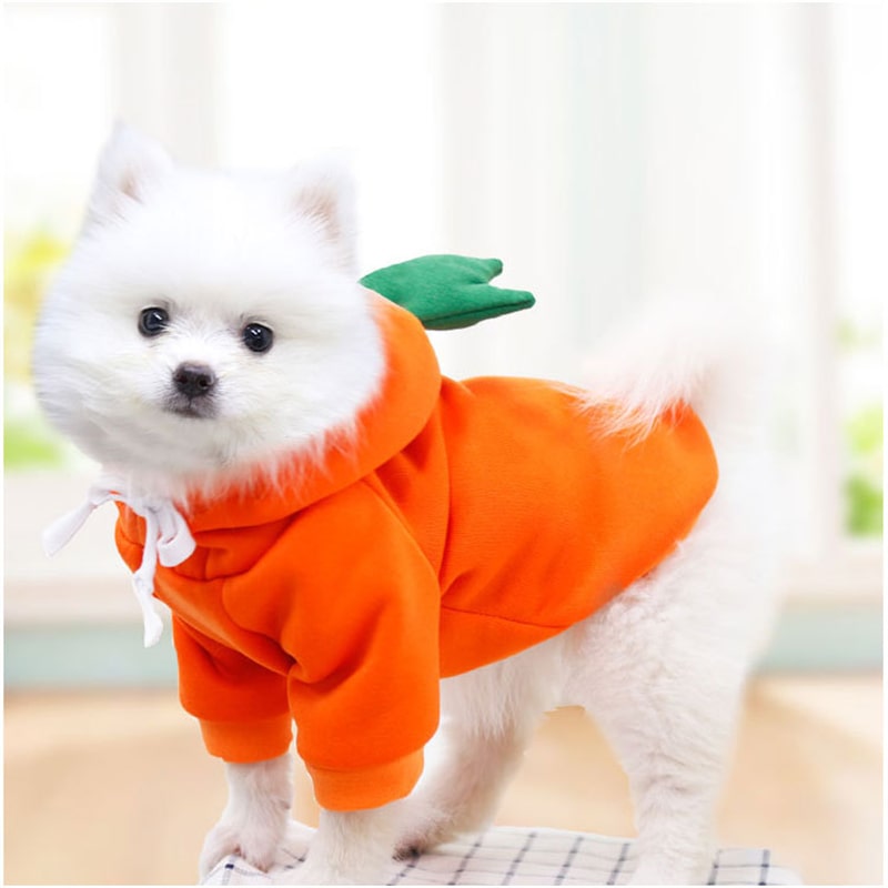 Chien avec notre pull en forme de carotte