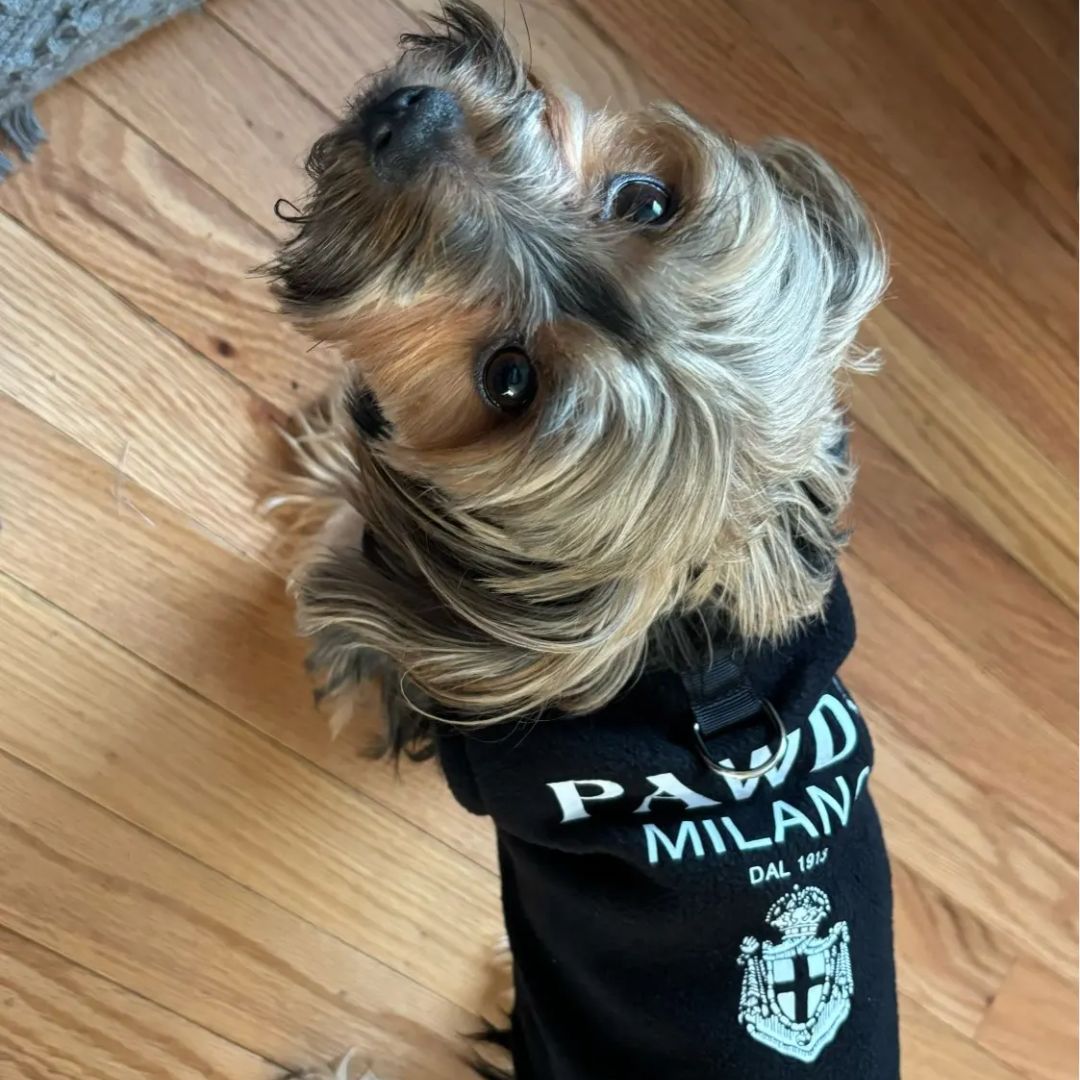 Polyvalence d'utilisation avec notre pull col haut en polaire pour chien et chat