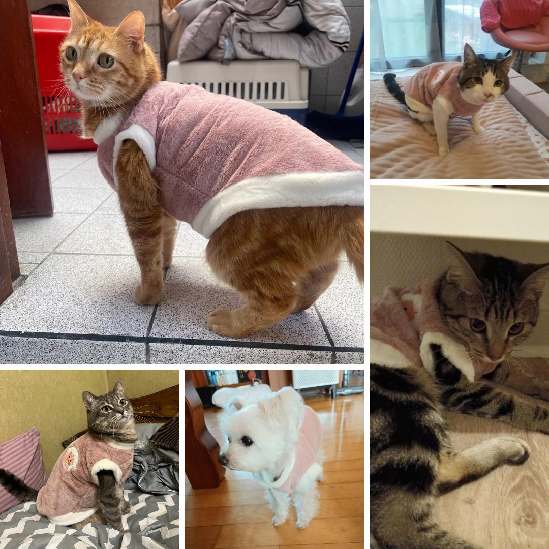 Photos clients avec notre pull doux et chaud pour chat