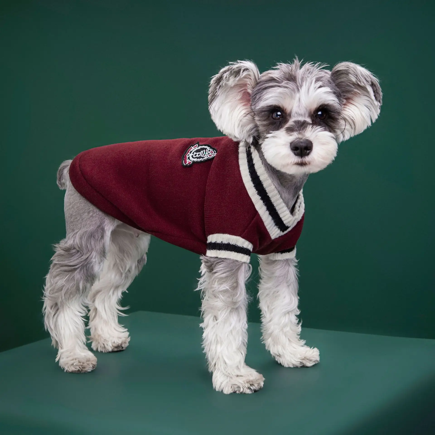 Chien avec notre pull rouge style Collège pour chien