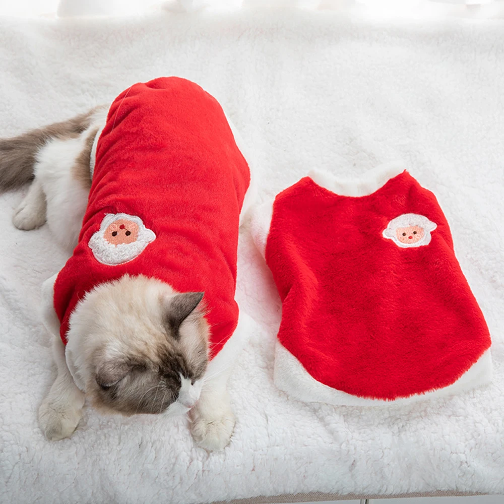 Chat avec notre pull doux et chaud pour chat