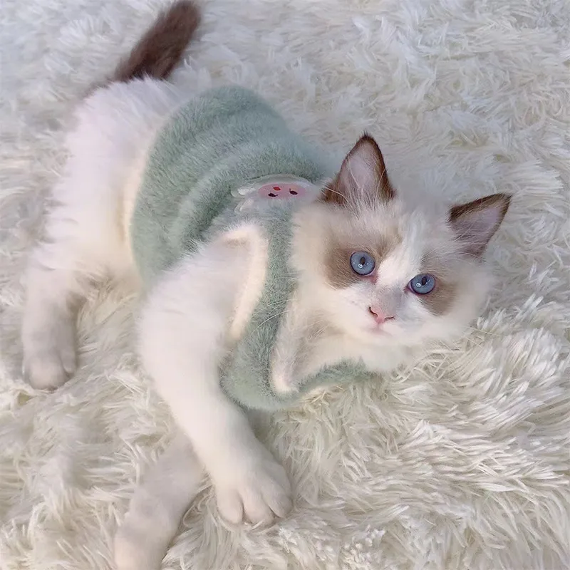 Chat avec notre pull doux et chaud vert pour chat