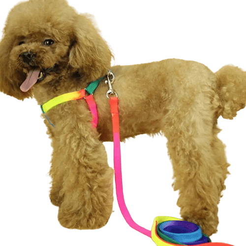 Harnais arc-en-ciel pour animaux