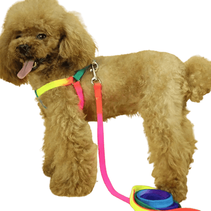 Harnais arc-en-ciel pour animaux