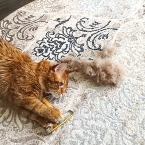 Brosse rasoir anti poils utile pour toutes surfaces