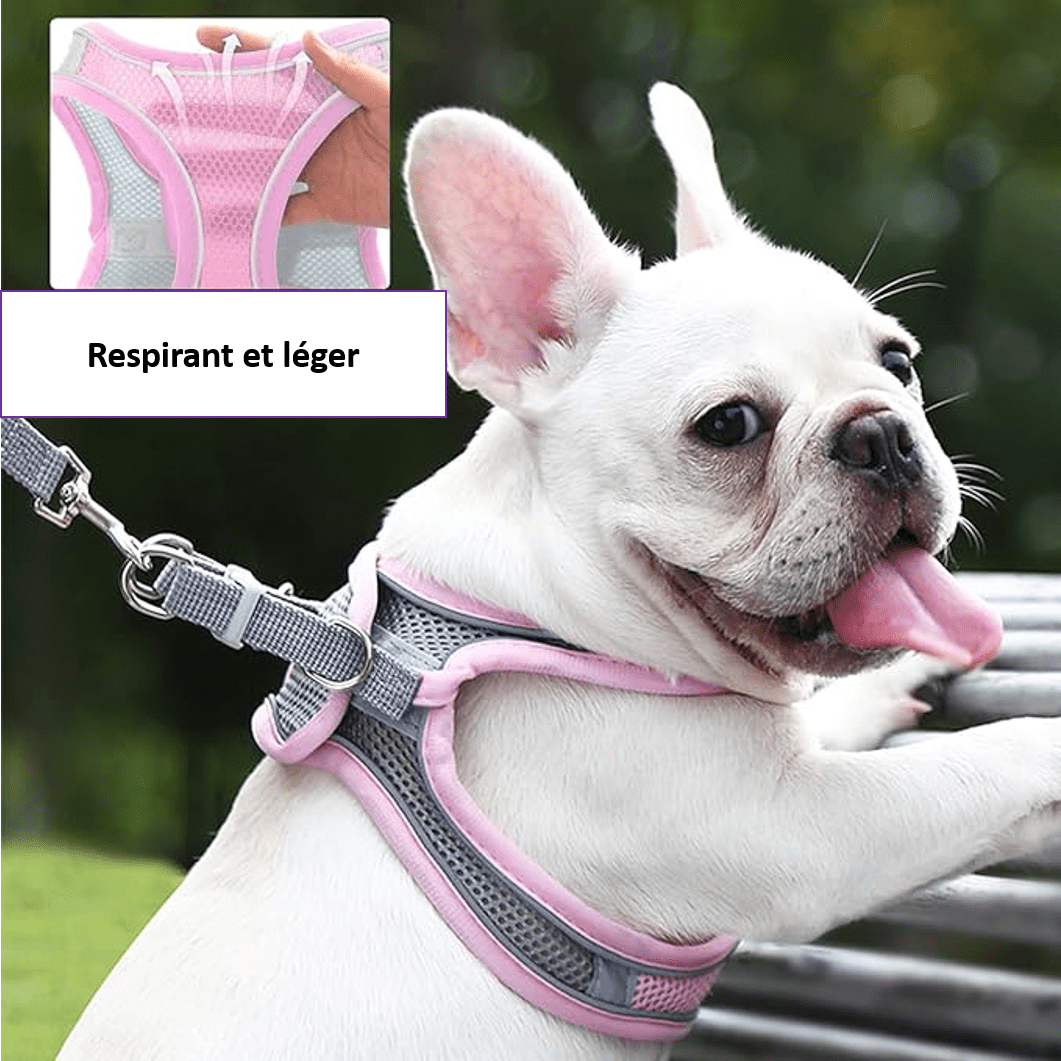 Harnais pour petit chien respirant et léger