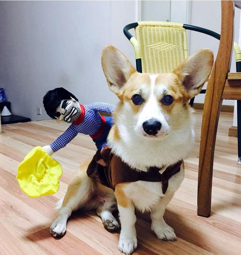 Déguisement rodéo pour chat et chien