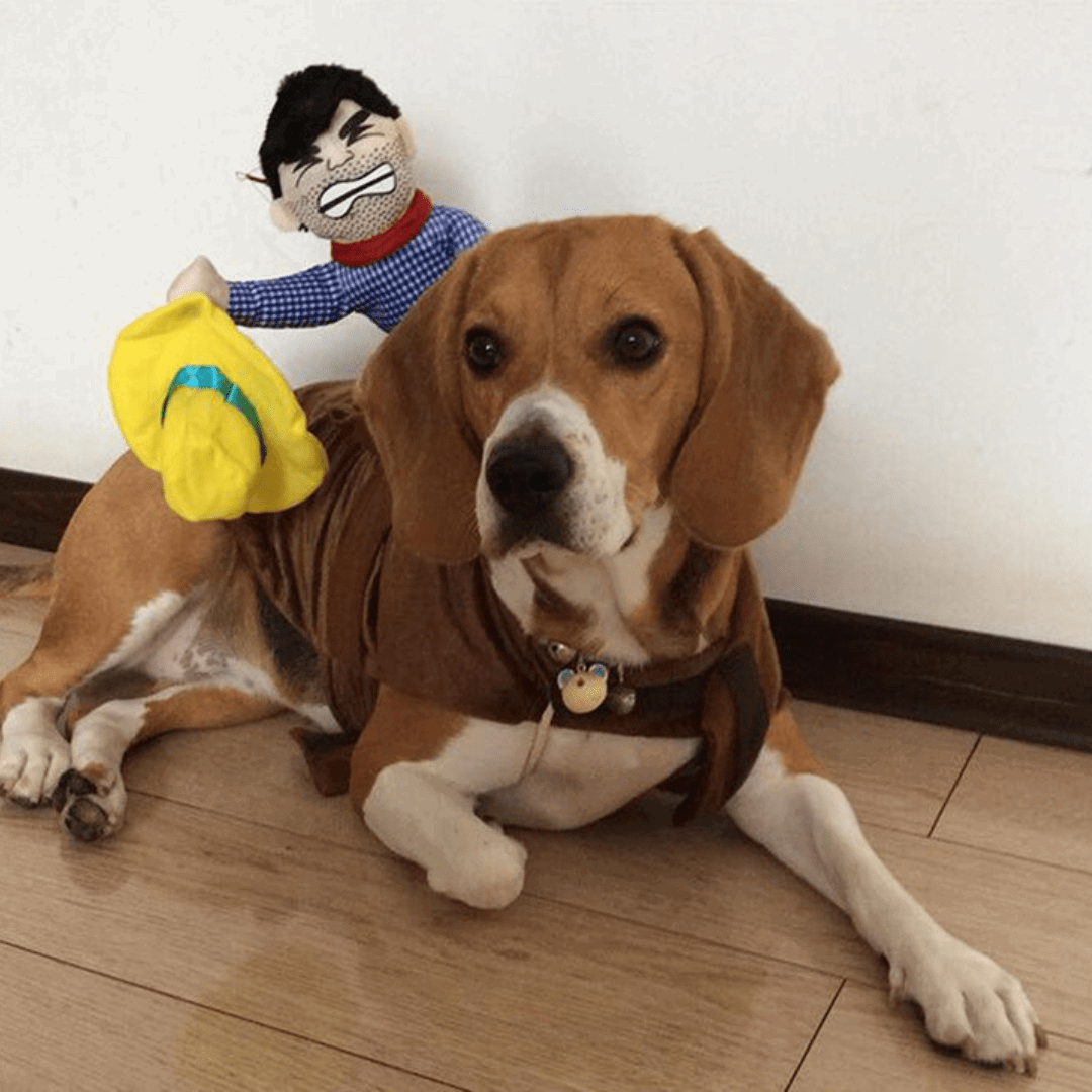 Déguisement rodéo pour chat et chien