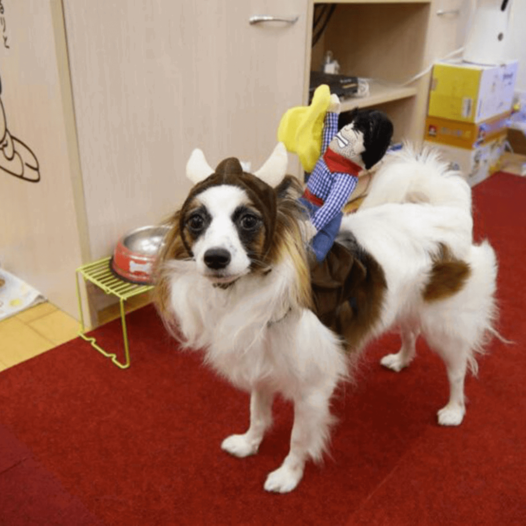 Déguisement rodéo pour chat et chien