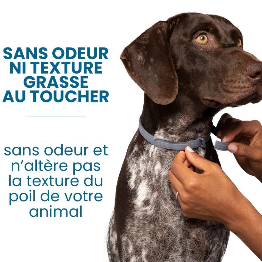 Confort au porté et au touché de notre collier anti-puces et anti-tiques pour chien et chat