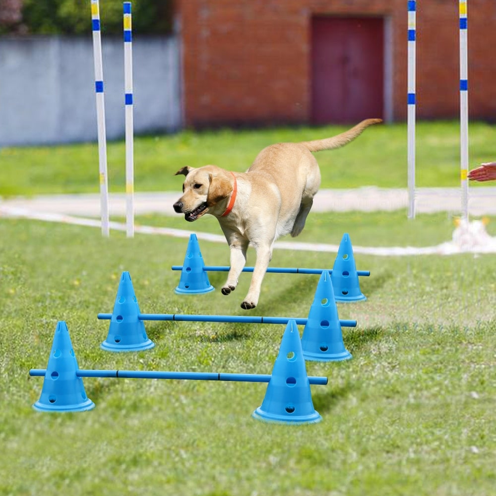 Chien utilisant notre set d'entraînement au saut