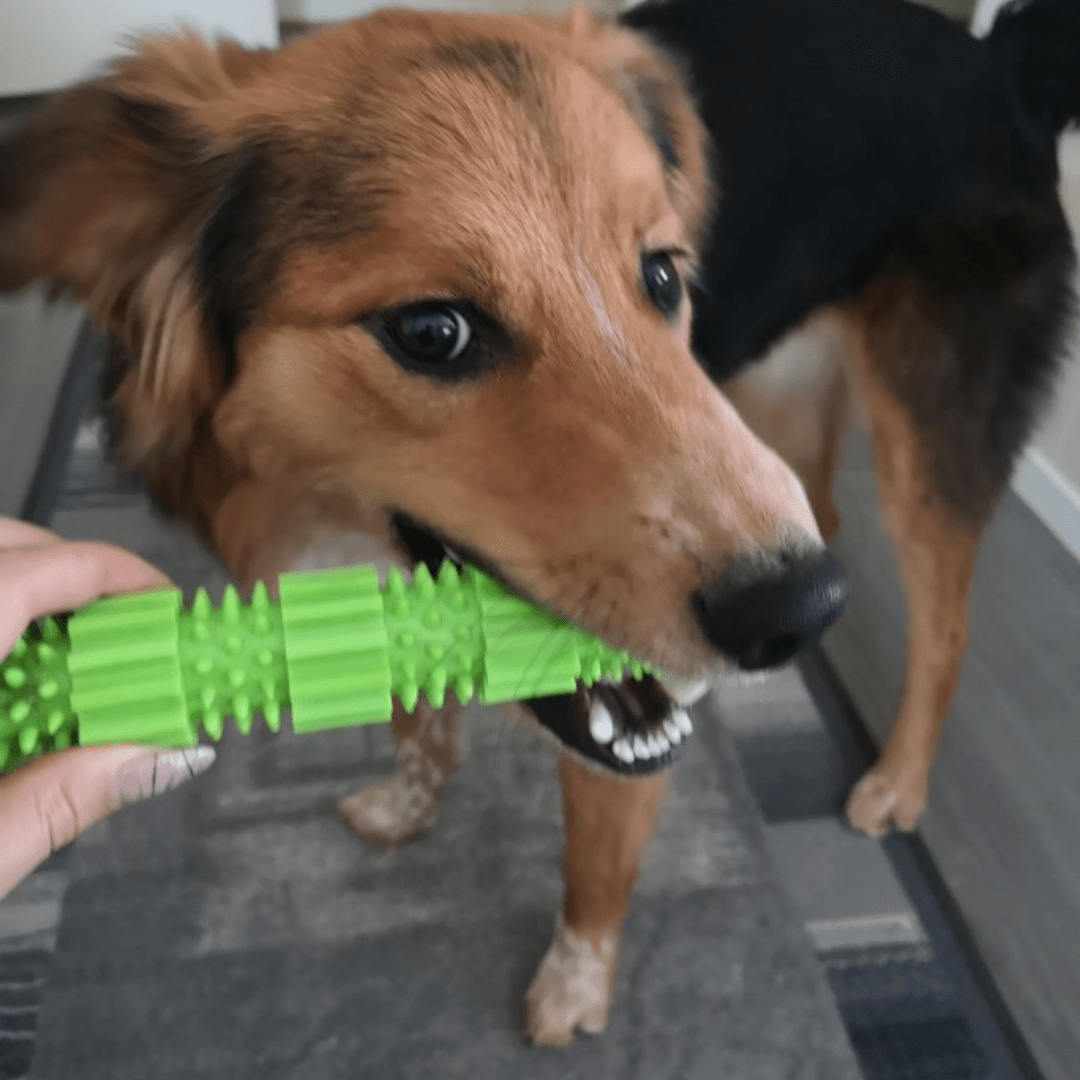 Chien qui mastique notre bâton