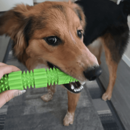 Chien qui mastique notre bâton