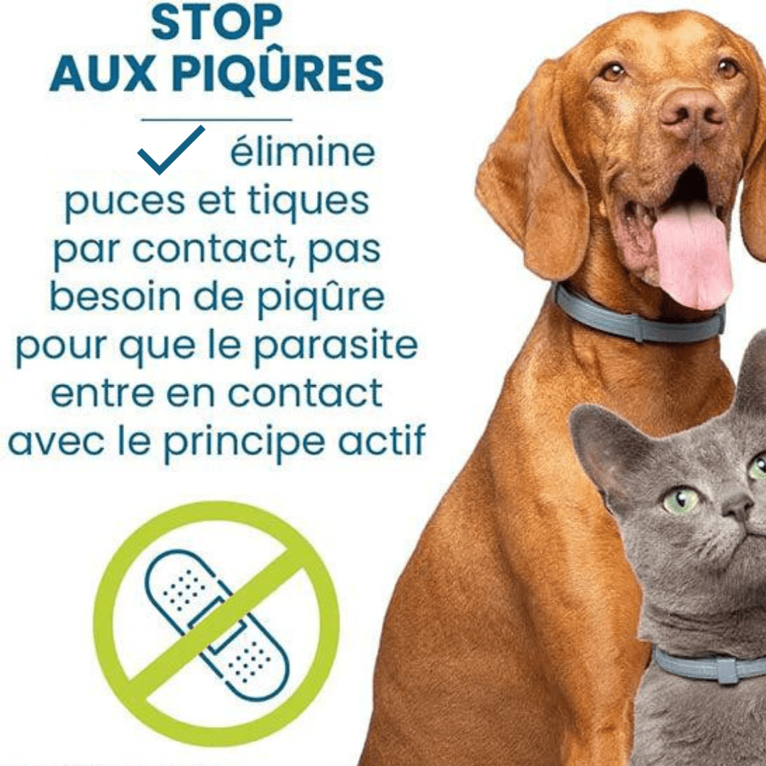 Stop aux piqures avec notre collier anti-puces et anti-tiques gris pour chien et chat