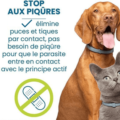 Stop aux piqures avec notre collier anti-puces et anti-tiques gris pour chien et chat