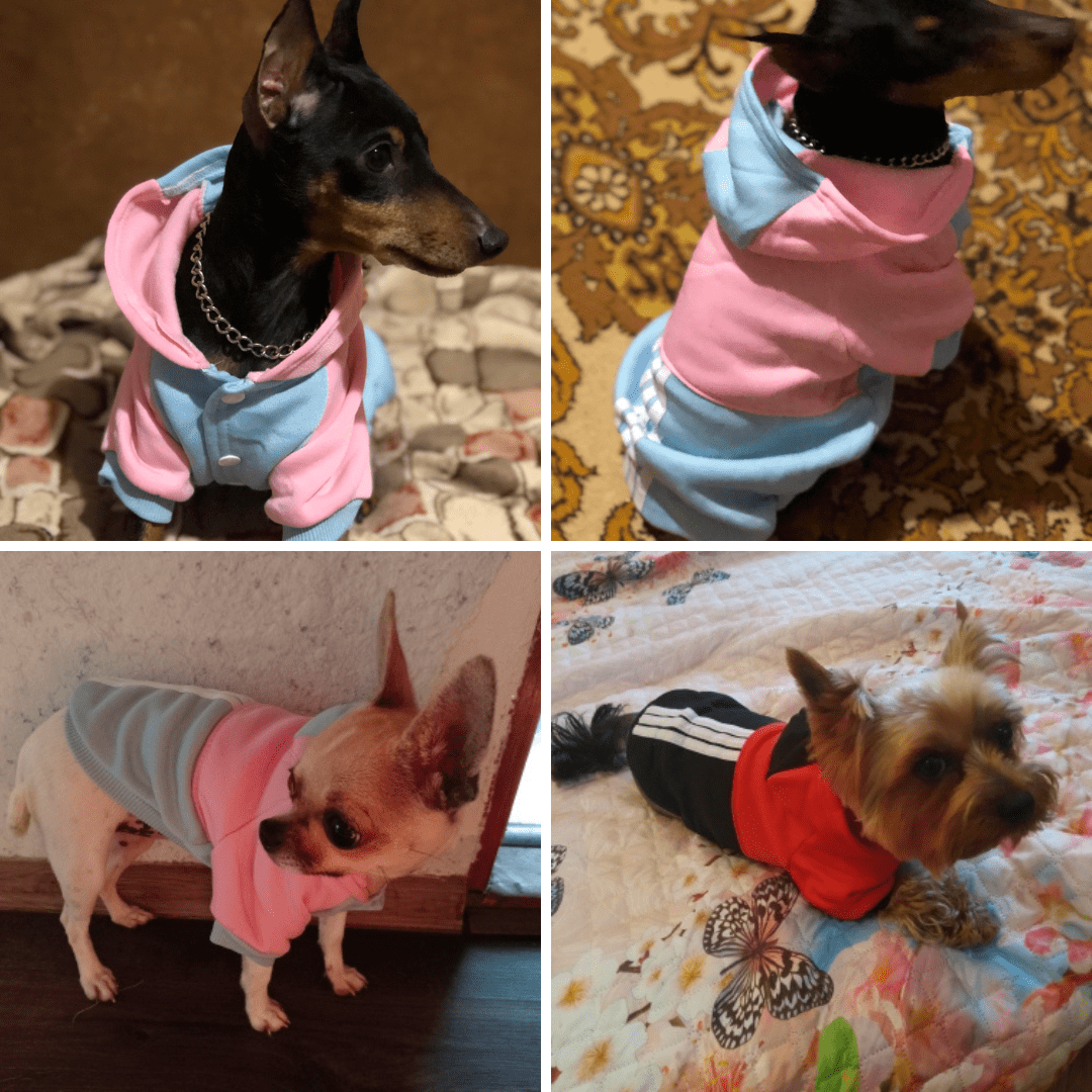 pull survêtement pour chien