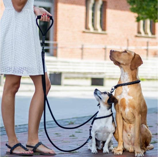 Double laisse pour chien en utilisation