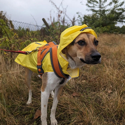 Chien avec notre veste jaune de pluie
