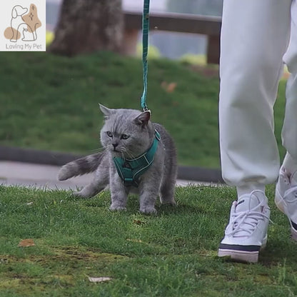 Chat qui se balade avec un harnais turquoise