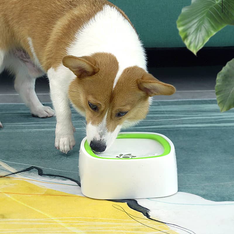 Chien entrain de boire dans un bol anti débordement vert