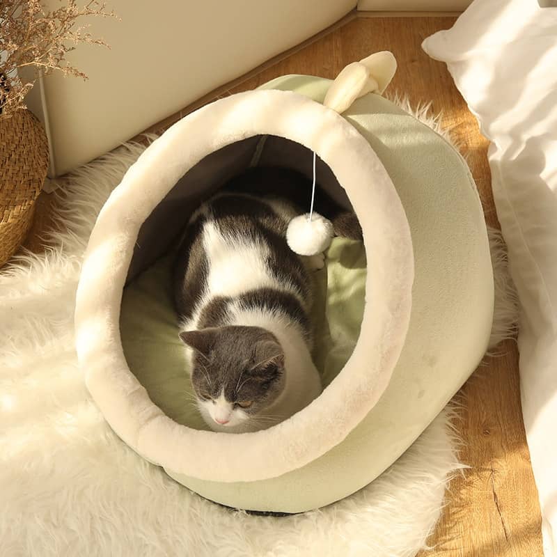 Chat dans un lit en forme de dragon