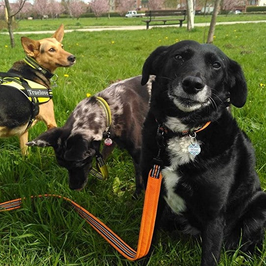 Laisse orange en nylon pour chien