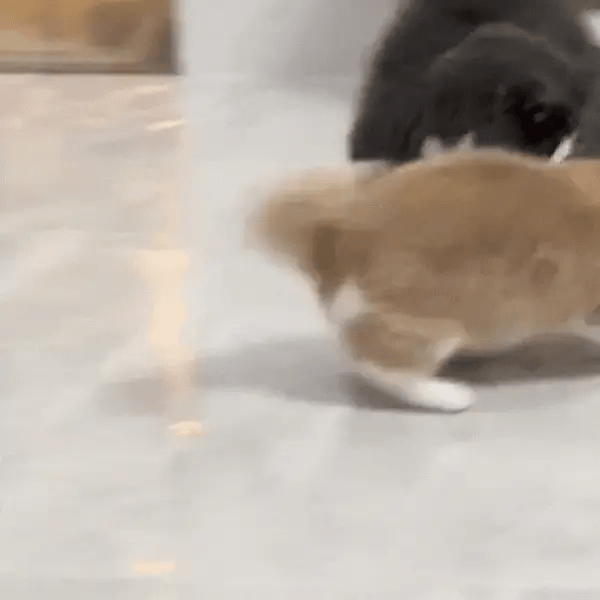 Chat qui joue avec une balle interactive