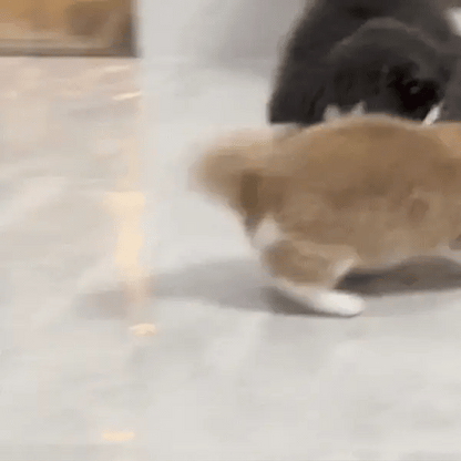 Chat qui joue avec une balle interactive