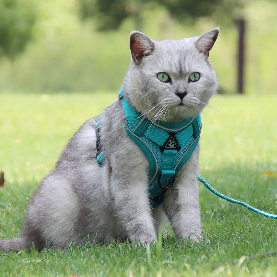 Chat avec un harnais turquoise