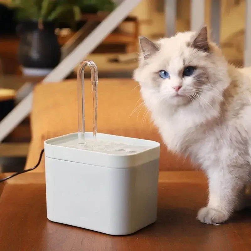 Fontaine à eau pour chat