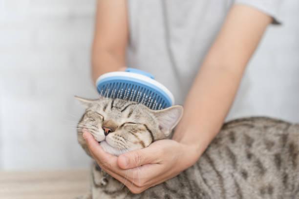 Brosse bleue avec poussoir en utilisation pour chat