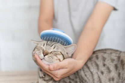 Brosse bleue avec poussoir en utilisation pour chat