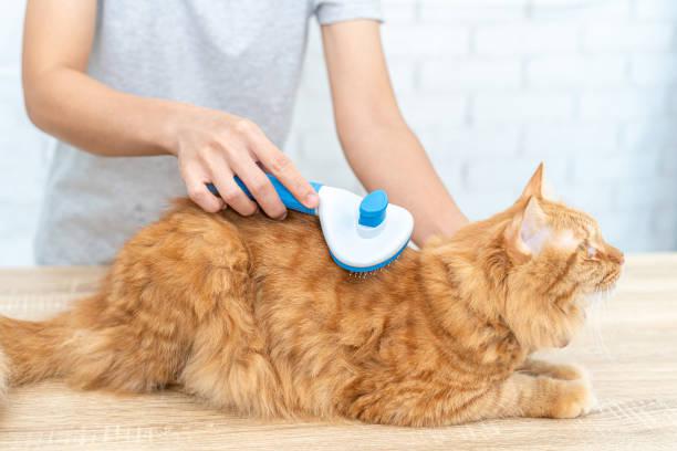 Brosse grise avec poussoir pour chat