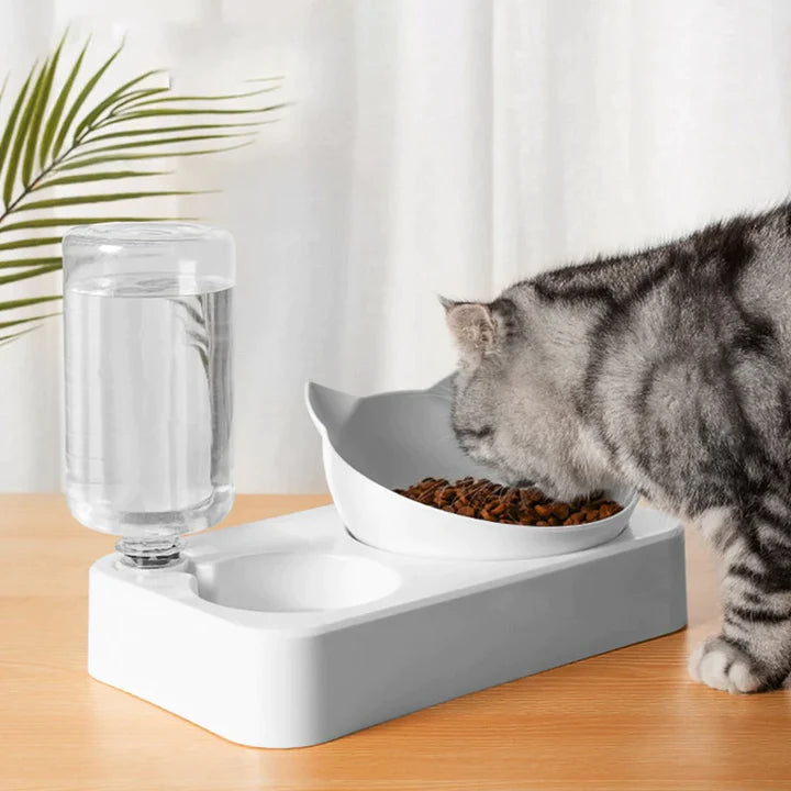 Chat entre de manger dans un bol de croquettes pour chat avec distributeur d'eau automatique